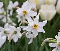 Нарцисс Рекурвус (Narcissus Recurvus) — фото 8