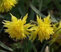 Нарцисс Рип ван Винкль (Narcissus Rip van Winkle) — фото 2