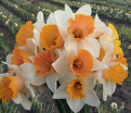 Нарцисс Саломи (Narcissus Salome) — фото 2
