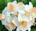 Нарцисс Саломи (Narcissus Salome) — фото 4
