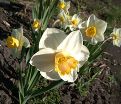 Нарцисс Саломи (Narcissus Salome) — фото 5