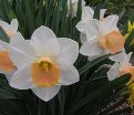 Нарцисс Саломи (Narcissus Salome) — фото 6