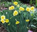 Нарцисс Сан Диск (Narcissus Sun Disc) — фото 2