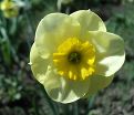Нарцисс Сан Диск (Narcissus Sun Disc) — фото 5