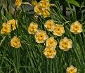 Нарцисс Сан Диск (Narcissus Sun Disc) — фото 7