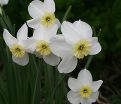 Нарцисс Сеговиа (Narcissus Segovia) — фото 2