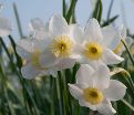 Нарцисс Сеговиа (Narcissus Segovia) — фото 3
