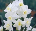 Нарцисс Силвер Чаймс (Narcissus Silver Chimes) — фото 2