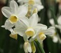 Нарцисс Силвер Чаймс (Narcissus Silver Chimes) — фото 3