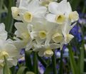 Нарцисс Силвер Чаймс (Narcissus Silver Chimes) — фото 5