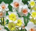 Нарцисс Сплиткорона Микс (Narcissus Splitcorona Mix) — фото 2