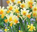 Нарцисс Сприн Саншайн (Narcissus Spring Sunshine) — фото 3