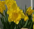 Нарцисс Стандарт Вэлью (Narcissus Standard Value) — фото 3