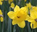 Нарцисс Стандарт Вэлью (Narcissus Standard Value) — фото 4