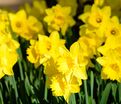 Нарцисс Стандарт Вэлью (Narcissus Standard Value) — фото 5