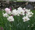 Нарцисс Стейнлесс (Narcissus Stainless) — фото 3