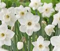 Нарцисс Стейнлесс (Narcissus Stainless) — фото 4