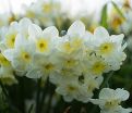 Нарцисс Сэйлбоут (Narcissus Sailboat) — фото 2