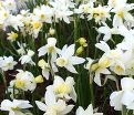 Нарцисс Сэйлбоут (Narcissus Sailboat) — фото 3