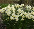 Нарцисс Сэйлбоут (Narcissus Sailboat) — фото 4