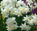 Нарцисс Сэйлбоут (Narcissus Sailboat) — фото 5