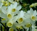 Нарцисс Сэйлбоут (Narcissus Sailboat) — фото 6
