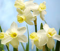 Нарцисс Сэйлбоут (Narcissus Sailboat) — фото 7