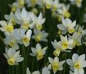 Нарцисс Сэйлбоут (Narcissus Sailboat) — фото 8
