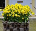 Нарцисс Тет-а-Тет (Narcissus Tete-a-Tete) — фото 2