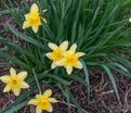 Нарцисс Тет-а-Тет (Narcissus Tete-a-Tete) — фото 3