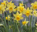 Нарцисс Тет-а-Тет (Narcissus Tete-a-Tete) — фото 4