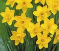 Нарцисс Тет-а-Тет (Narcissus Tete-a-Tete) — фото 5