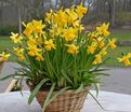 Нарцисс Тет-а-Тет (Narcissus Tete-a-Tete) — фото 6