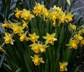 Нарцисс Тет-а-Тет (Narcissus Tete-a-Tete) — фото 7