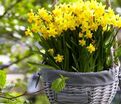 Нарцисс Тет-а-Тет (Narcissus Tete-a-Tete) — фото 8
