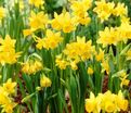 Нарцисс Тет-а-Тет (Narcissus Tete-a-Tete) — фото 9