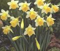 Нарцисс Тополино (Narcissus Topolino) — фото 2