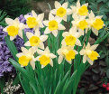 Нарцисс Тополино (Narcissus Topolino) — фото 3