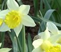 Нарцисс Тополино (Narcissus Topolino) — фото 4