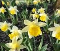 Нарцисс Тополино (Narcissus Topolino) — фото 5