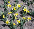 Нарцисс Тополино (Narcissus Topolino) — фото 6