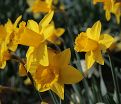Нарцисс Трампэт Йеллоу (Narcissus Trumpet Yellow) — фото 2