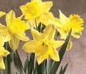 Нарцисс Трампэт Йеллоу (Narcissus Trumpet Yellow) — фото 3