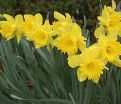 Нарцисс Трампэт Йеллоу (Narcissus Trumpet Yellow) — фото 4