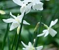 Нарцисс Тресембл (Narcissus Tresamble) — фото 2
