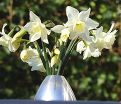 Нарцисс Тресембл (Narcissus Tresamble) — фото 3