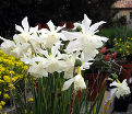 Нарцисс трёхтычинковый Талия (Narcissus triandrus Thalia) — фото 2