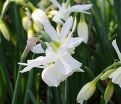Нарцисс трёхтычинковый Талия (Narcissus triandrus Thalia) — фото 3
