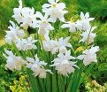 Нарцисс трёхтычинковый Талия (Narcissus triandrus Thalia) — фото 6