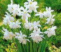 Нарцисс трёхтычинковый Талия (Narcissus triandrus Thalia) — фото 6